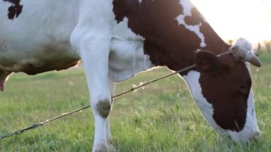 İnek çayırda otlar ve batan güneşte çiğner. İneğin etrafında sinekler uçuşuyor.
