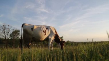 İnek çayırda otlar ve batan güneşte çiğner. İneğin etrafında sinekler uçuşuyor.