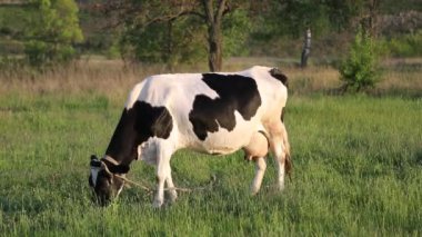 İnek çayırda otlar ve batan güneşte çiğner. İneğin etrafında sinekler uçuşuyor.