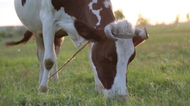 İnek çayırda otlar ve batan güneşte çiğner. İneğin etrafında sinekler uçuşuyor.
