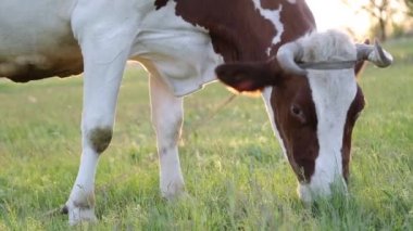 İnek çayırda otlar ve batan güneşte çiğner. İneğin etrafında sinekler uçuşuyor.