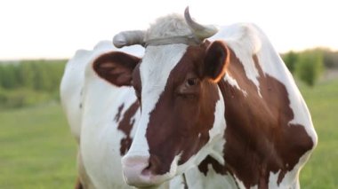 İnek çayırda otlar ve batan güneşte çiğner. İneğin etrafında sinekler uçuşuyor.