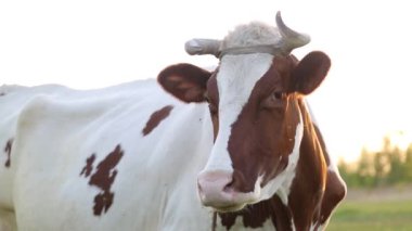 İnek çayırda otlar ve batan güneşte çiğner. İneğin etrafında sinekler uçuşuyor.