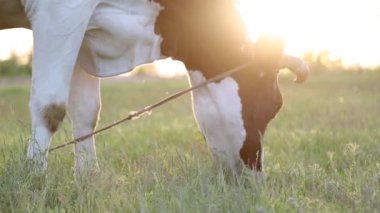 İnek çayırda otlar ve batan güneşte çiğner. İneğin etrafında sinekler uçuşuyor.
