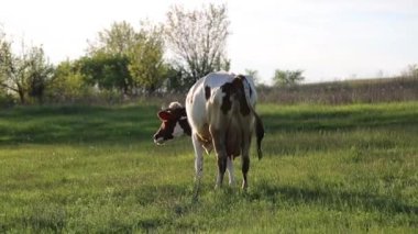 İnek çayırda otlar ve batan güneşte çiğner. İneğin etrafında sinekler uçuşuyor.