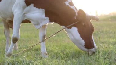 İnek çayırda otlar ve batan güneşte çiğner. İneğin etrafında sinekler uçuşuyor.