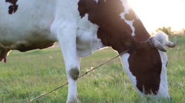 İnek çayırda otlar ve batan güneşte çiğner. İneğin etrafında sinekler uçuşuyor.
