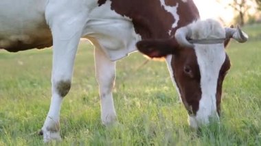 İnek çayırda otlar ve batan güneşte çiğner. İneğin etrafında sinekler uçuşuyor.