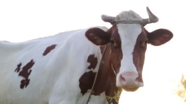 İnek çayırda otlar ve batan güneşte çiğner. İneğin etrafında sinekler uçuşuyor.