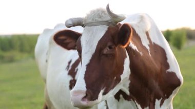 İnek çayırda otlar ve batan güneşte çiğner. İneğin etrafında sinekler uçuşuyor.