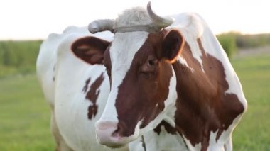 İnek çayırda otlar ve batan güneşte çiğner. İneğin etrafında sinekler uçuşuyor.