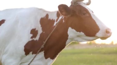 İnek çayırda otlar ve batan güneşte çiğner. İneğin etrafında sinekler uçuşuyor.