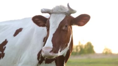 İnek çayırda otlar ve batan güneşte çiğner. İneğin etrafında sinekler uçuşuyor.
