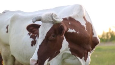 İnek çayırda otlar ve batan güneşte çiğner. İneğin etrafında sinekler uçuşuyor.