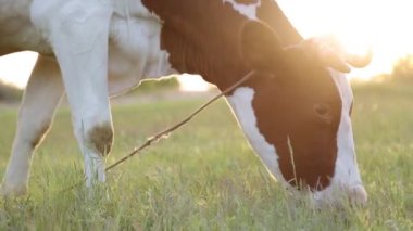 İnek çayırda otlar ve batan güneşte çiğner. İneğin etrafında sinekler uçuşuyor.