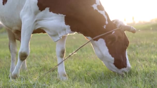 牧草地で牛の放牧と太陽を設定する際に噛む 牛の周りを飛ぶ — ストック動画