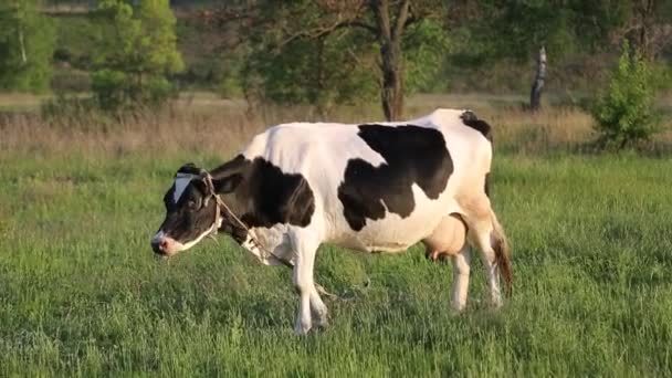 Vaca Roza Prado Mastica Atardecer Moscas Vuelan Alrededor Vaca — Vídeos de Stock