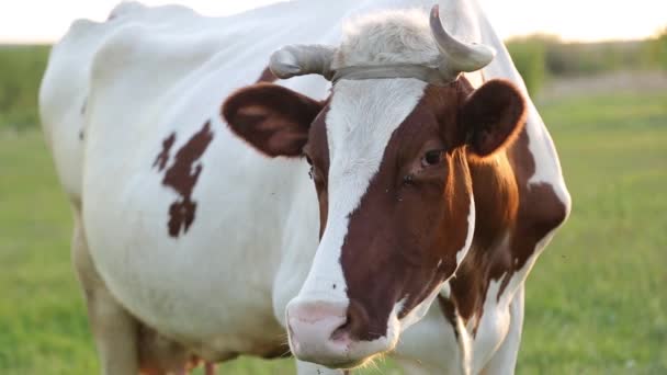 Cow Grazes Meadow Chews Setting Sun Flies Fly Cow — Stock Video