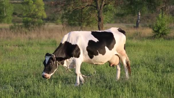 Αγελάδες Βόσκουν Στο Λιβάδι Και Μασάνε Στον Ήλιο Μύγες Πετούν — Αρχείο Βίντεο