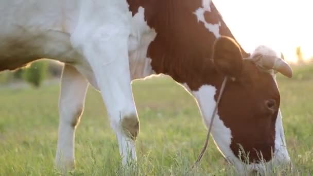 奶牛在草地上吃草 在日落时咀嚼 苍蝇绕着奶牛飞 — 图库视频影像