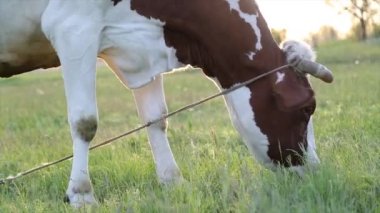 İnek çayırda otlar ve batan güneşte çiğner. İneğin etrafında sinekler uçuşuyor.