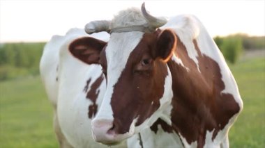 İnek çayırda otlar ve batan güneşte çiğner. İneğin etrafında sinekler uçuşuyor.