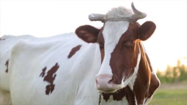 İnek çayırda otlar ve batan güneşte çiğner. İneğin etrafında sinekler uçuşuyor.