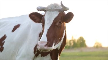 İnek çayırda otlar ve batan güneşte çiğner. İneğin etrafında sinekler uçuşuyor.