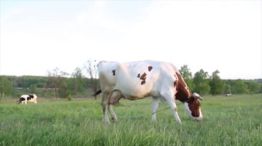 İnek çayırda otlar ve batan güneşte çiğner. İneğin etrafında sinekler uçuşuyor.