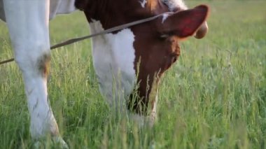 İnek çayırda otlar ve batan güneşte çiğner. İneğin etrafında sinekler uçuşuyor.