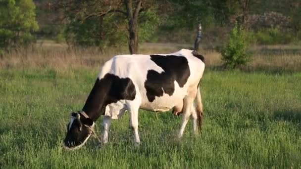 Mucca Pascola Nel Prato Mastica Tramonto Mosche Volano Intorno Alla — Video Stock