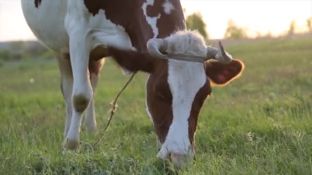 Krowy Pasą Się Łące Żują Zachodzącym Słońcu Muchy Latają Wokół — Wideo stockowe