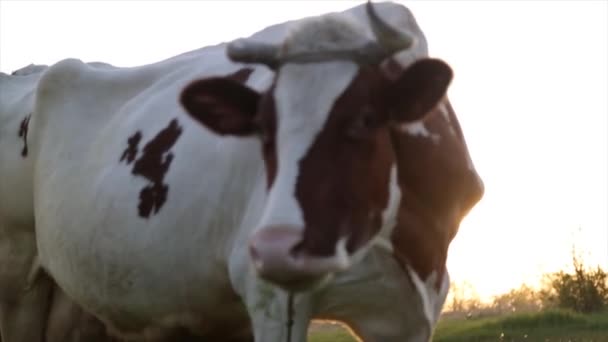 Vaca Pastoreia Prado Mastiga Pôr Sol Moscas Voam Redor Vaca — Vídeo de Stock