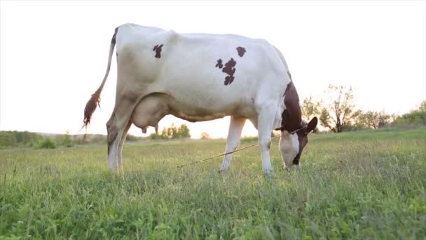 Αγελάδες Βόσκουν Στο Λιβάδι Και Μασάνε Στον Ήλιο Μύγες Πετούν — Αρχείο Βίντεο