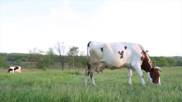 Krowy Pasą Się Łące Żują Zachodzącym Słońcu Muchy Latają Wokół — Wideo stockowe