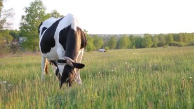 İnek çayırda otlar ve batan güneşte çiğner. İneğin etrafında sinekler uçuşuyor.