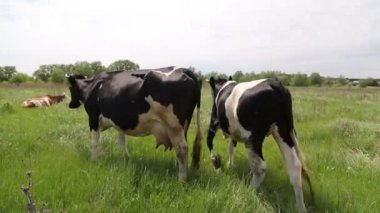 İnek çayırda otlar ve batan güneşte çiğner. İneğin etrafında sinekler uçuşuyor.