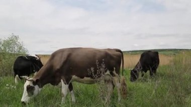 İnek çayırda otlar ve batan güneşte çiğner. İneğin etrafında sinekler uçuşuyor.