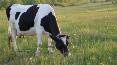 İnek çayırda otlar ve batan güneşte çiğner. İneğin etrafında sinekler uçuşuyor.