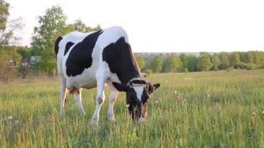 İnek çayırda otlar ve batan güneşte çiğner. İneğin etrafında sinekler uçuşuyor.