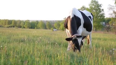 İnek çayırda otlar ve batan güneşte çiğner. İneğin etrafında sinekler uçuşuyor.