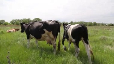 İnek çayırda otlar ve batan güneşte çiğner. İneğin etrafında sinekler uçuşuyor.