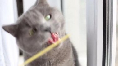 Gri kedi pencerede makarna ile oynar