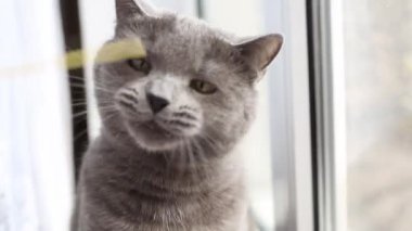 Gri kedi pencerede makarna ile oynar