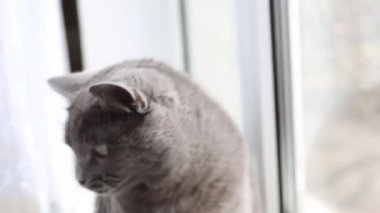 Gri kedi pencerede makarna ile oynar