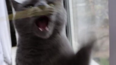 Gri kedi pencerede makarna ile oynar