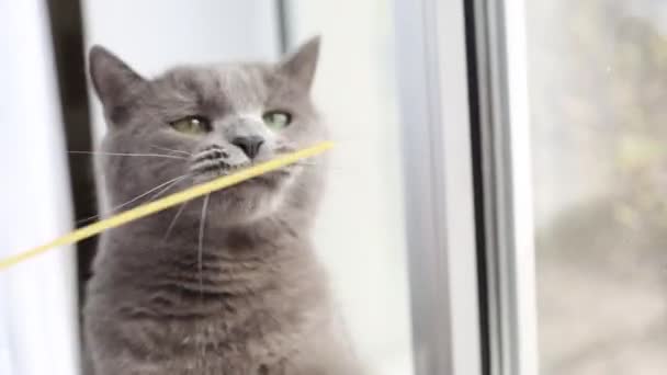 Gray Γάτα Παίζει Ζυμαρικά Στο Παράθυρο — Αρχείο Βίντεο
