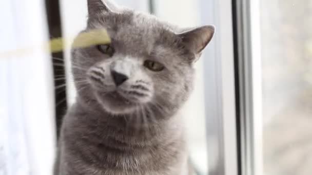 Graue Katze Spielt Mit Nudeln Fenster — Stockvideo