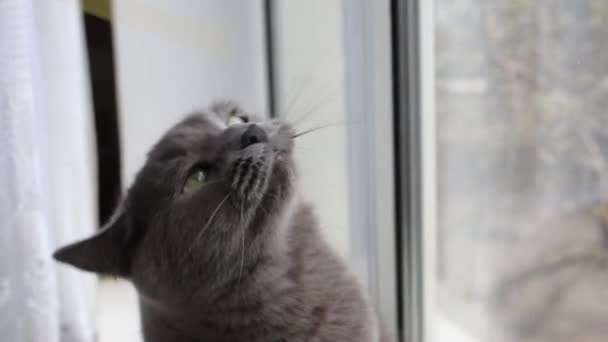 고양이가 창문에서 파스타를 가지고 — 비디오