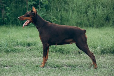 Çimlerin üzerinde yakışıklı kahverengi doberman portresi